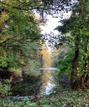 Ausblick auf kleinen Tümpel in der Bulau